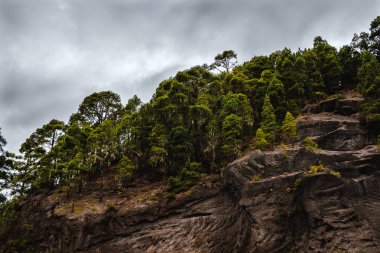 Bulutlu bir gün üzerinde yüksek bir çam ormanı ile güzel kaya oluşumu