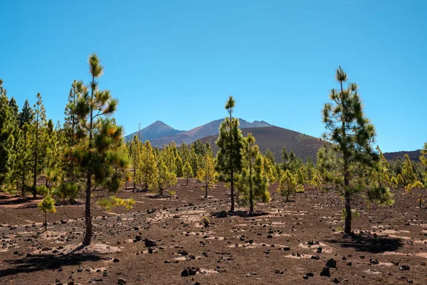 Pineta nel Parco Naturale del Teide — Foto Stock