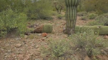 Çöl zemininde kırık bir Saguaro yatıyor.
