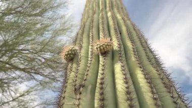 Saguaro Kaktüsü Yeni Kollarla, kamera yukarı doğru hareket ediyor