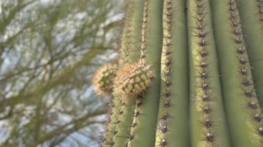 Yeni Kollu Saguaro Kaktüsü
