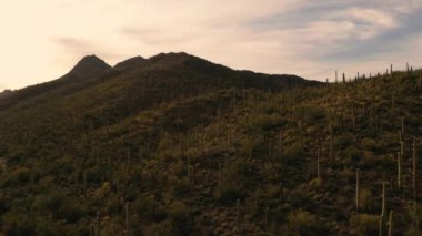 Sonoran Çölü, Arizona 'daki Tucson Dağ Parkı' nda büyük Saguarolar.