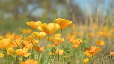 Turuncu gelinciklere yakın çekim