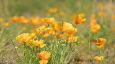 Rüzgarda sallanan portakallı gelinciklerin yakın çekimi