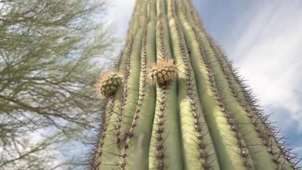 Cactus Saguaro con brazos nuevos, cámara moviéndose hacia arriba — Vídeo de stock