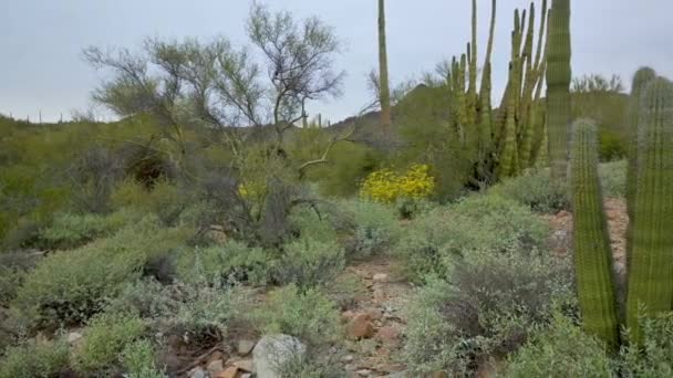 砂漠の風景の中にオルガンパイプサボテン — ストック動画