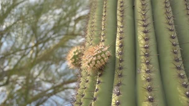 Cactus Saguaro con nuevos brazos — Vídeos de Stock