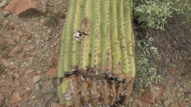 Um Saguaro quebrado jaz no chão do deserto — Vídeo de Stock