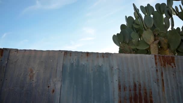 ツーソンのサボテンと錆びた魅力的な金属フェンス — ストック動画