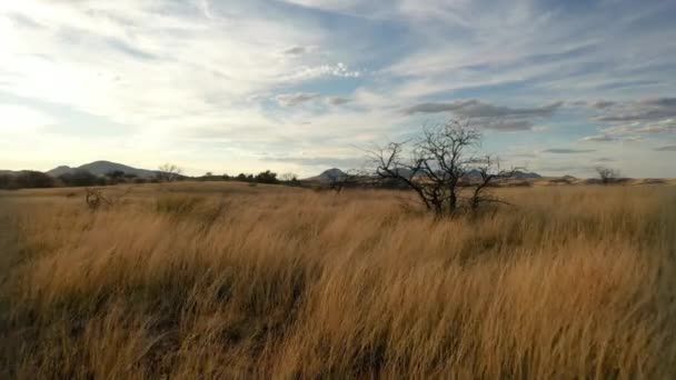 アリゾナ州ソノイタの草原を低飛行 — ストック動画