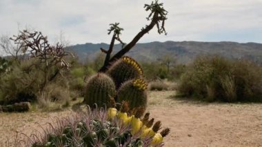 Arizona manzaralı fıçı kaktüsü, yakınlaştır. 