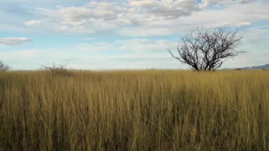Yalnız ağaç sahada. Rüzgarda hareket eden çimenler. 