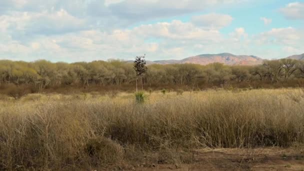 Grasland en natuurgebied in Arizona — Stockvideo