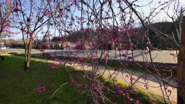 Våren blommar i Shasta State Historic Park, Kalifornien — Stockvideo
