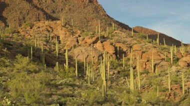 Tucson Dağ Parkı 'nda yüzlerce Saguaro vuruldu.