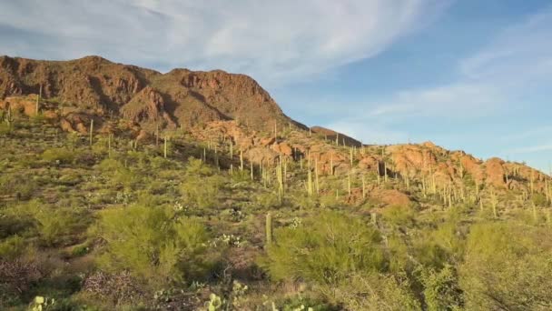 Saguaros v horském parku Tucson — Stock video