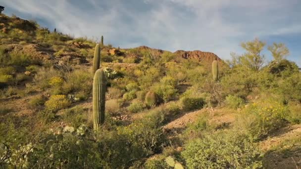 Saguaros v průsmyku Tucson Mountain Park — Stock video