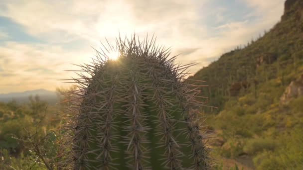 Solnedgang bag en smuk kaktus i Tucson – Stock-video