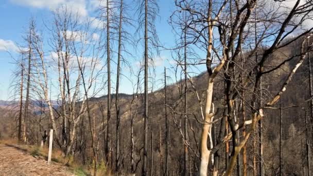 Droge, verbrande bomen vertrokken na de enorme bosbrand in Californië bij Redding — Stockvideo