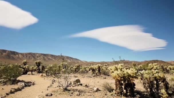 Promenader genom Cholla Cactus Garden vid Joshua Tree National Park i Kalifornien — Stockvideo