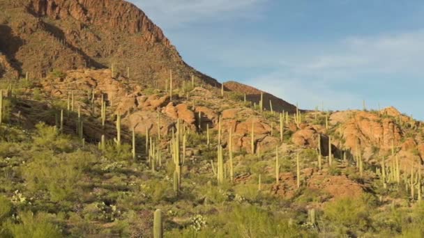 Stovky Saguarů v Tucsonském horském parku — Stock video