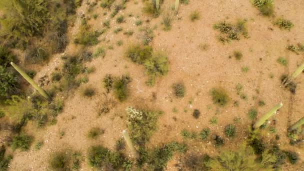 Groene Saguaros cactus planten in de woestijn van Arizona - bovenaanzicht draaien — Stockvideo