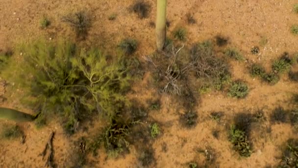 Plantas de cactus Saguaros verdes en el desierto de Arizona - vista superior — Vídeos de Stock