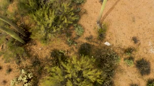 Grüne Saguaros-Kakteenpflanzen in der Wüste von Arizona - von oben — Stockvideo