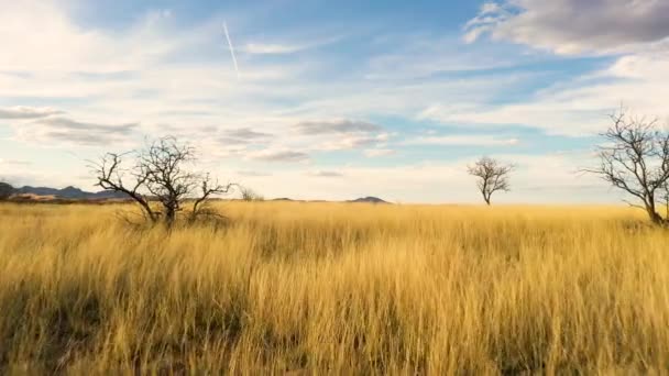 Drone vliegt dicht bij de grond in het prachtige Arizona grasland — Stockvideo