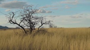 Arizona 'da bir tarlada yalnız ağaç, yakın plan çekim