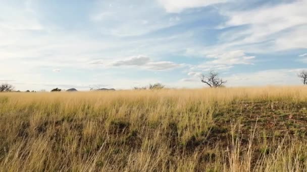 Bare bomen op een veld in Arizona landschap - Panning shot — Stockvideo