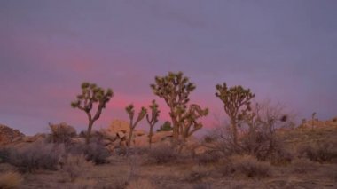 Joshua Tree Ulusal Parkı Suset 'te