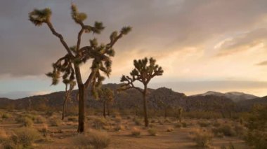 Joshua Trees ve günbatımı gökyüzü ile Kaliforniya manzarası