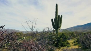 Doğu Tucson, Arizona 'daki Saguaro Ulusal Parkı' nda yaşlı yeşil bir Saguaro kaktüsü. 