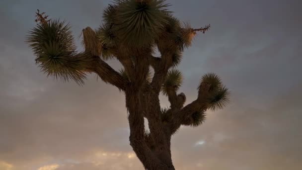 Vista de primer plano de un árbol Joshua en el Parque Nacional Joshua en California, toma del atardecer — Vídeos de Stock