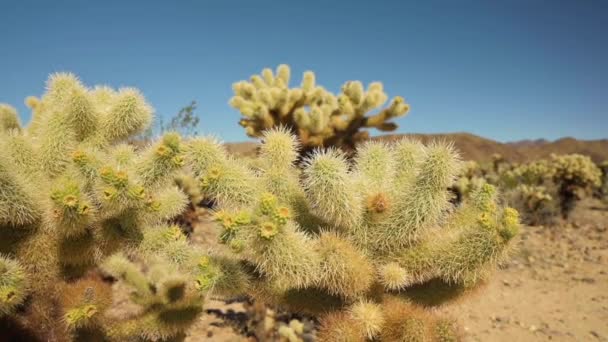 Primo piano di spiky cholla cactus — Video Stock