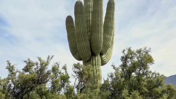 Starý zelený kaktus Saguaro v národním parku Saguaro na východě v Tucsonu v Arizoně — Stock video