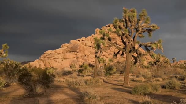 Nubes de tormenta oscura sobre el hermoso desierto del Parque Nacional Joshua Tree en California — Vídeo de stock