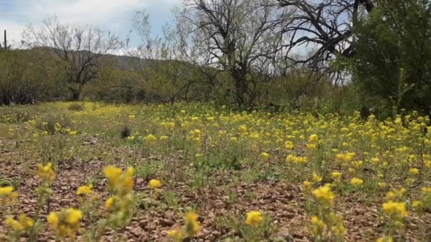 Flores silvestres en el Parque Nacional Saguaro en Tucson en primavera — Vídeo de stock