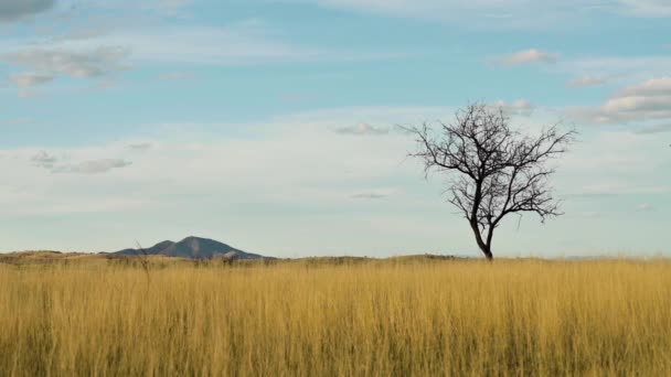 Lone tree on a field in Arizona landscape, static shot — Stock video