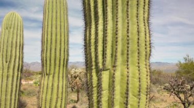 Üç Saguaros 'un Yakın Çekimi