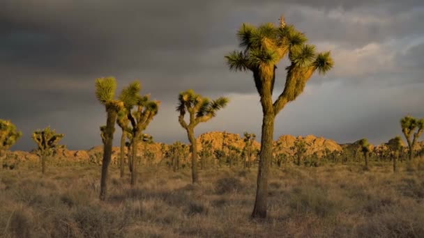 Joshua Arbres sous le ciel orageux du coucher du soleil