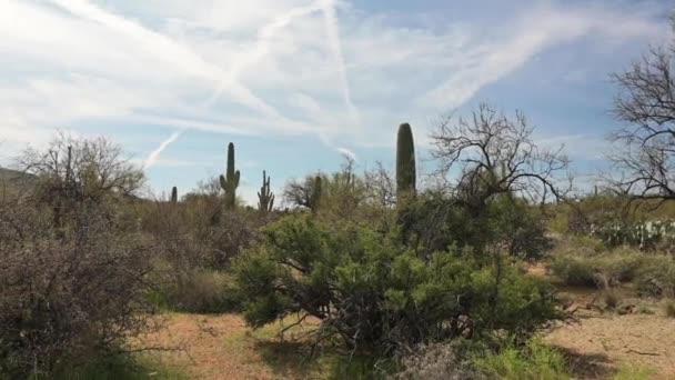 Saguaro 's bij Tucsons National Park East — Stockvideo