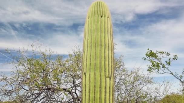 Un cactus saguaro verde brillante a Tucson, inclinato verso il basso — Video Stock