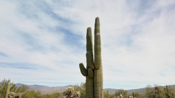 Deux cactus Saguaro serrés les uns contre les autres, Tucson Arizona — Video