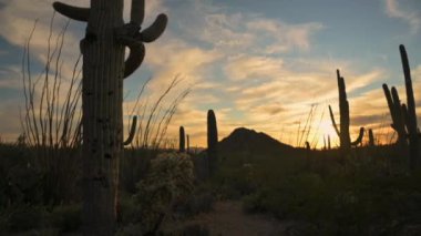 Tucson 'daki Saguaro Ulusal Parkı' nda Siluetli Cacti ile Ateşli Günbatımı