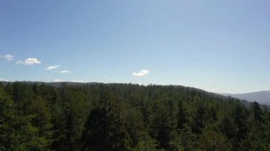 California 'daki Redwood Kıyı Ormanında İHA yükseliyor