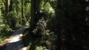 California 'daki Redwood Kıyı Ormanında İHA yükseliyor