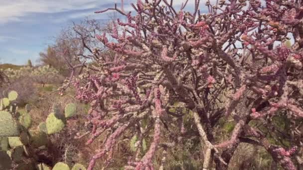 Saguaro Ulusal Parkı 'ndaki fabrikalar Tucson, Arizona' da. — Stok video