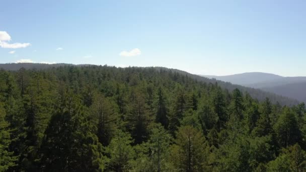 Exuberante paisaje en Redwood Tree Forest, California en un día soleado — Vídeos de Stock